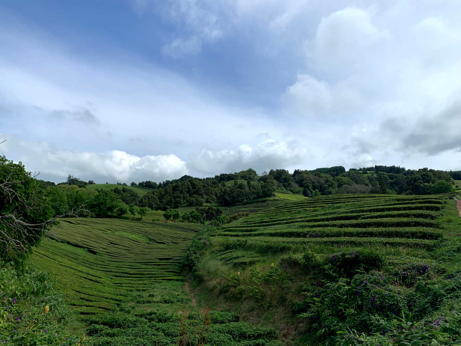 Chá Gorrean tea plantation, Sao Miguel